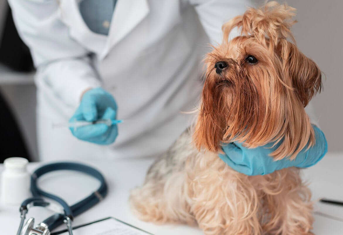 The Best Flea Medicine for Dogs Favetex